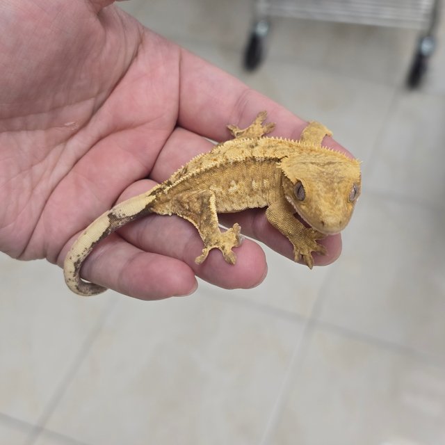100% Het Axanthic