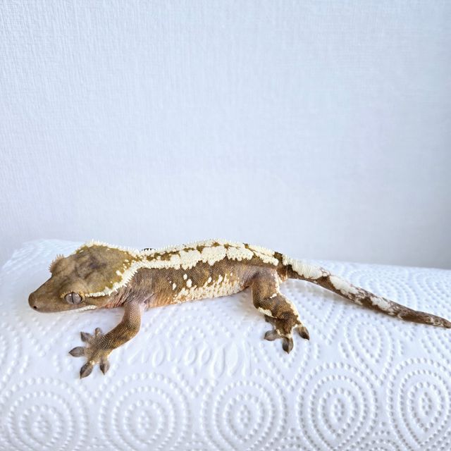 세이블