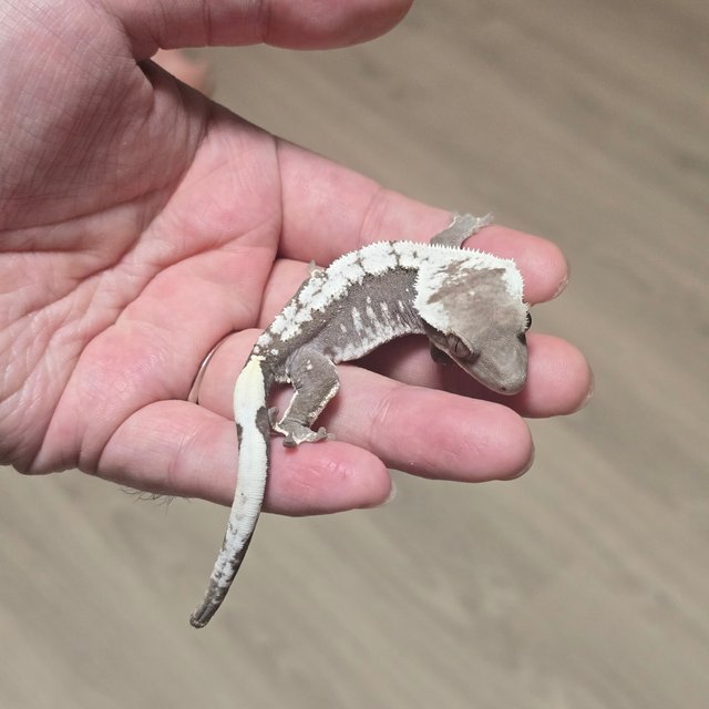 Axanthic