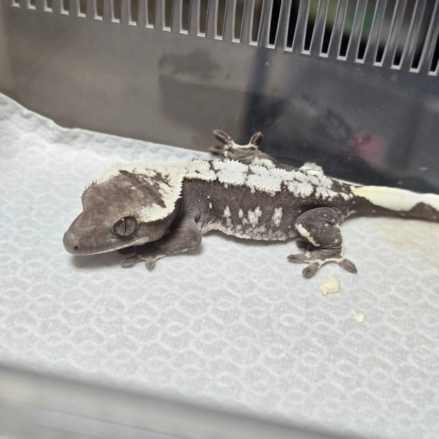 Axanthic