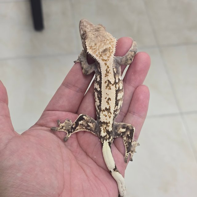 Sable 100% Het Axanthic