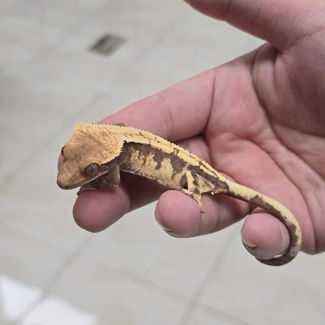 Sable 100% Het Axanthic