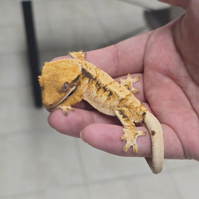 100% Het Axanthic