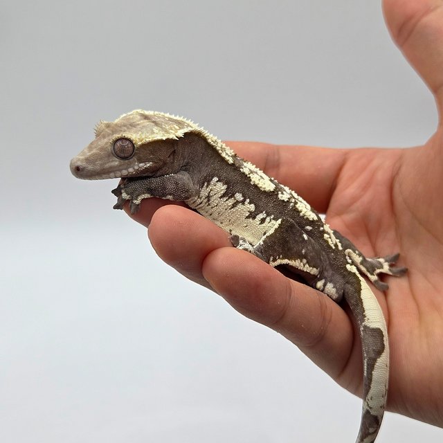 Axanthic