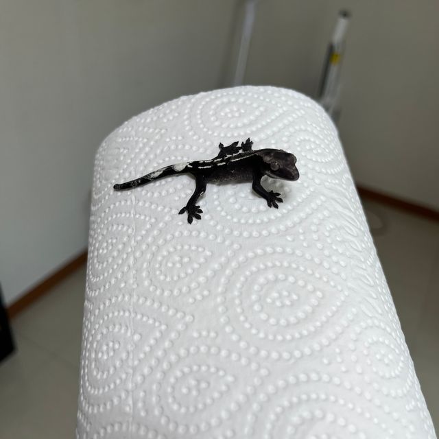 아잔틱