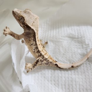 노멀 트라이 화이트스팟