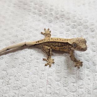 풀핀 쿼드 화이트스팟