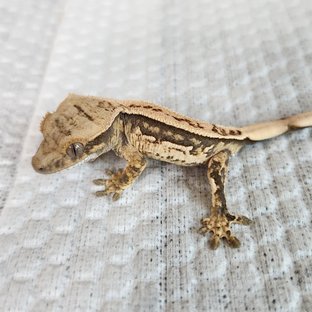 노멀 쿼드 화이트스팟