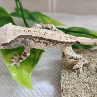 풀핀 쿼드 드리피 화이트스팟