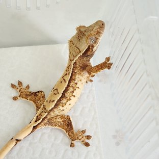 메X디