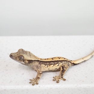 풀핀 쿼드 화이트스팟