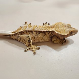 노멀 트라이 드리피