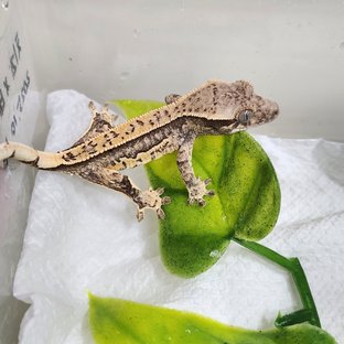 풀핀 쿼드 화이트스팟