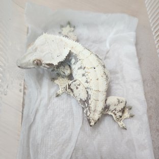노멀 드리피 화이트스팟