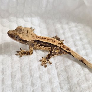 노멀 쿼드 화이트스팟