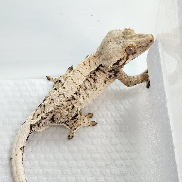 노멀 드리피 화이트스팟