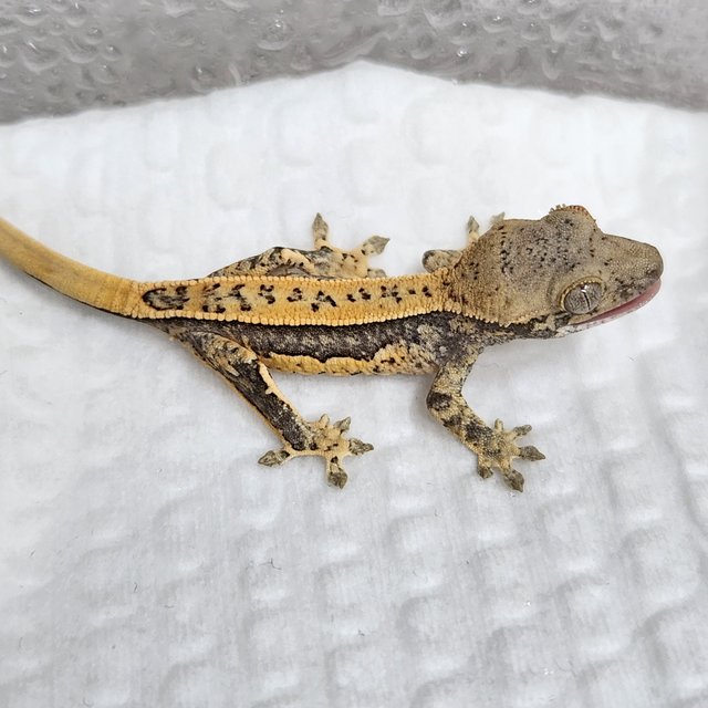 풀핀 쿼드 드리피 화이트스팟