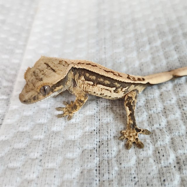 노멀 쿼드 화이트스팟