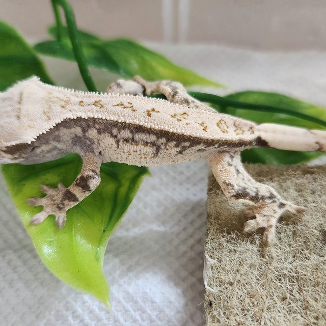 풀핀 쿼드 드리피 화이트스팟