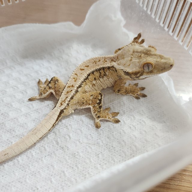 풀핀 쿼드 드리피 화이트스팟