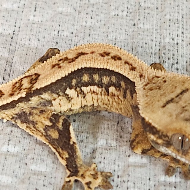 노멀 쿼드 화이트스팟