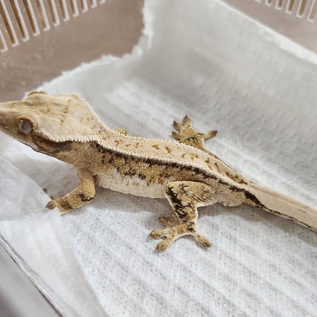 풀핀 쿼드 드리피 화이트스팟