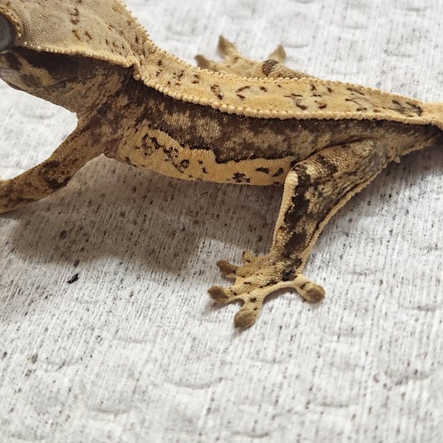 풀핀 쿼드 화이트스팟