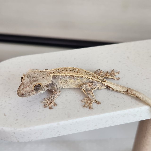 풀핀 쿼드 화이트스팟 드리피