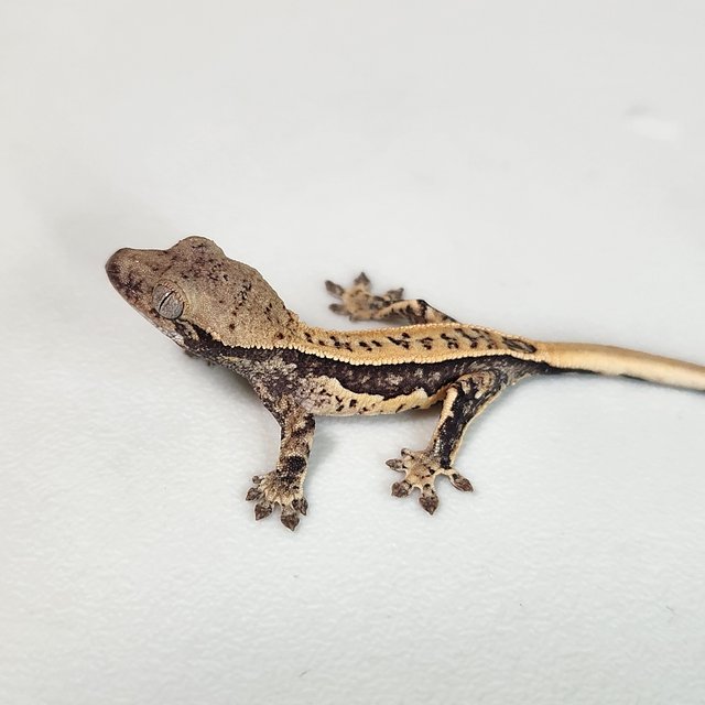 풀핀 쿼드 드리피 화이트스팟