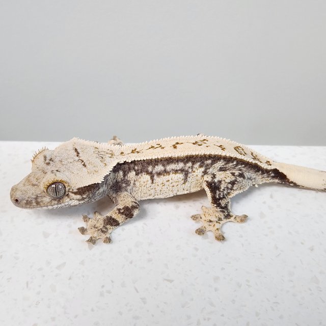 풀핀 쿼드 드리피 화이트스팟