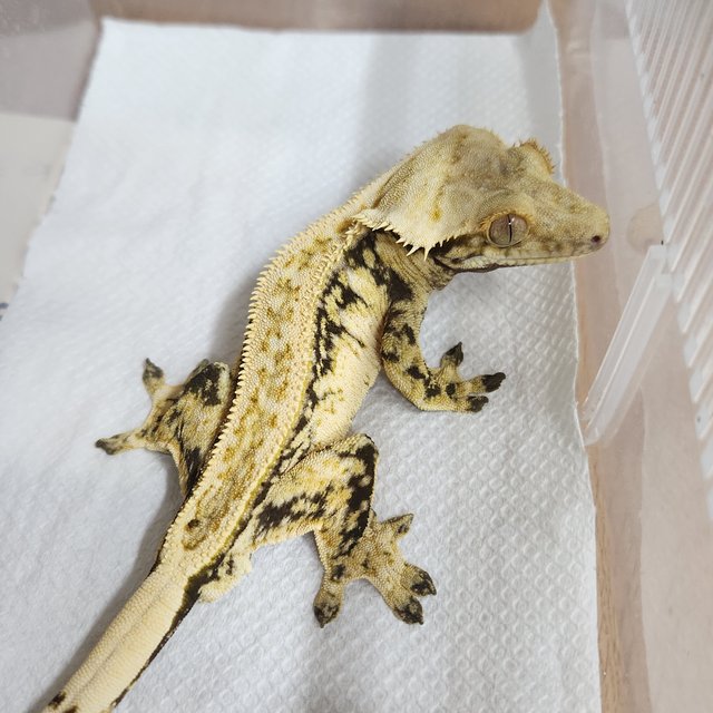 쿼드 드리피 에밀리 젠젝스