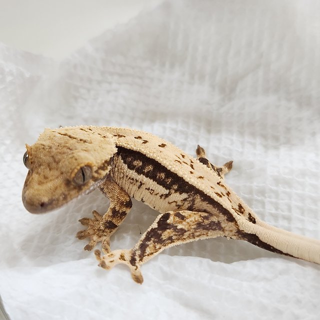 노멀 쿼드 화이트스팟