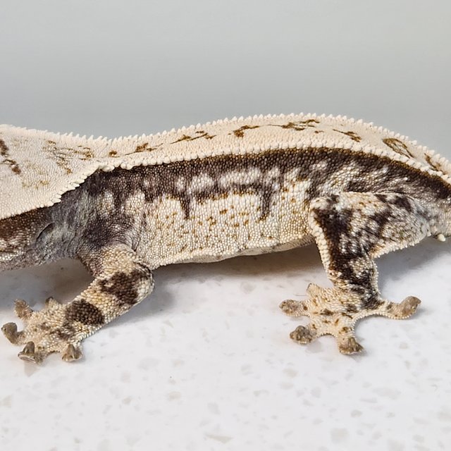 풀핀 쿼드 드리피 화이트스팟