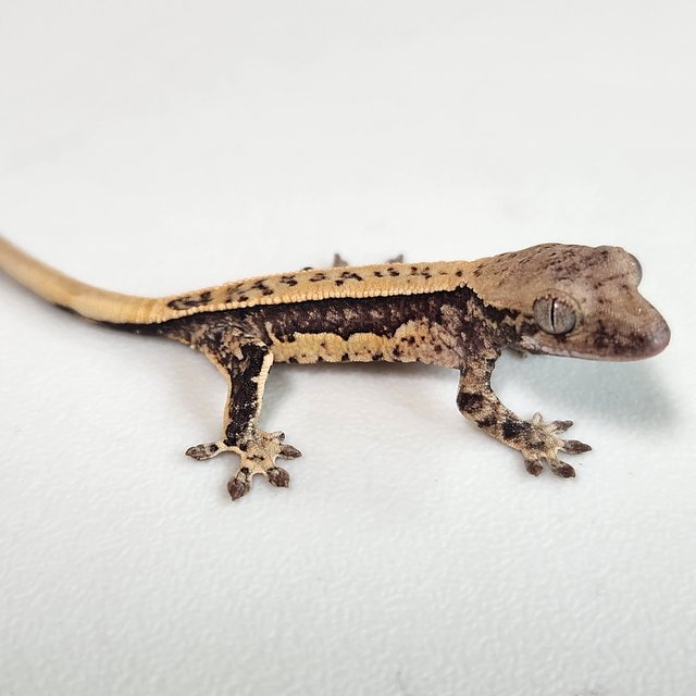 풀핀 쿼드 드리피 화이트스팟