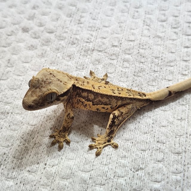 풀핀 쿼드 화이트스팟