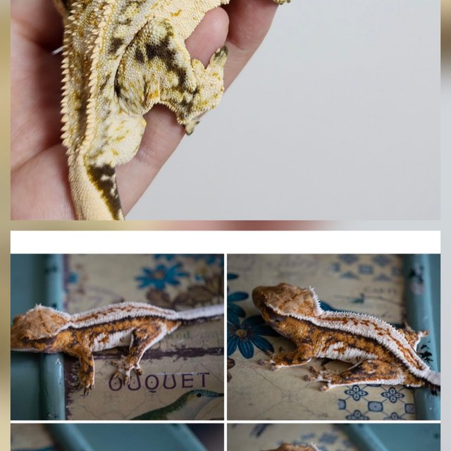 쿼드 드리피 에밀리 젠젝스