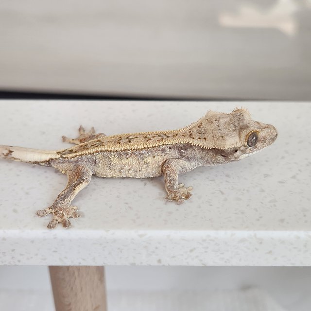 풀핀 쿼드 화이트스팟 드리피