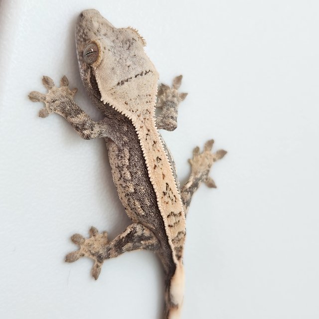 풀핀 쿼드 화이트스팟