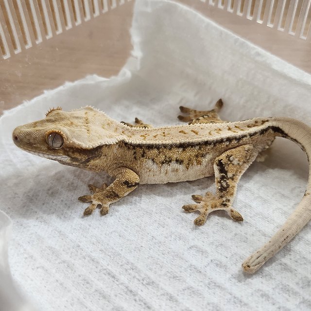 풀핀 쿼드 드리피 화이트스팟