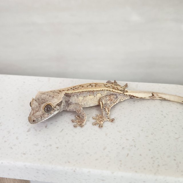 풀핀 쿼드 화이트스팟 드리피