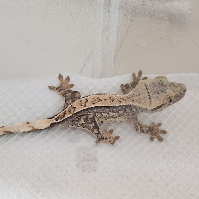 풀핀 쿼드 화이트스팟