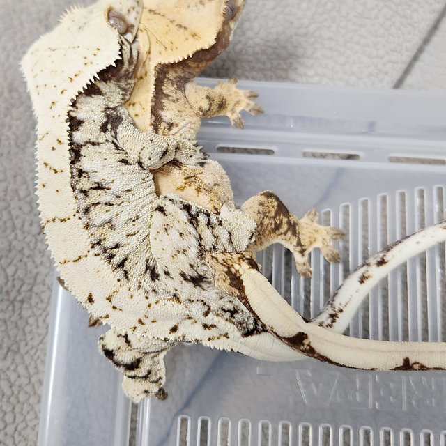 노멀 드리피 화이트스팟