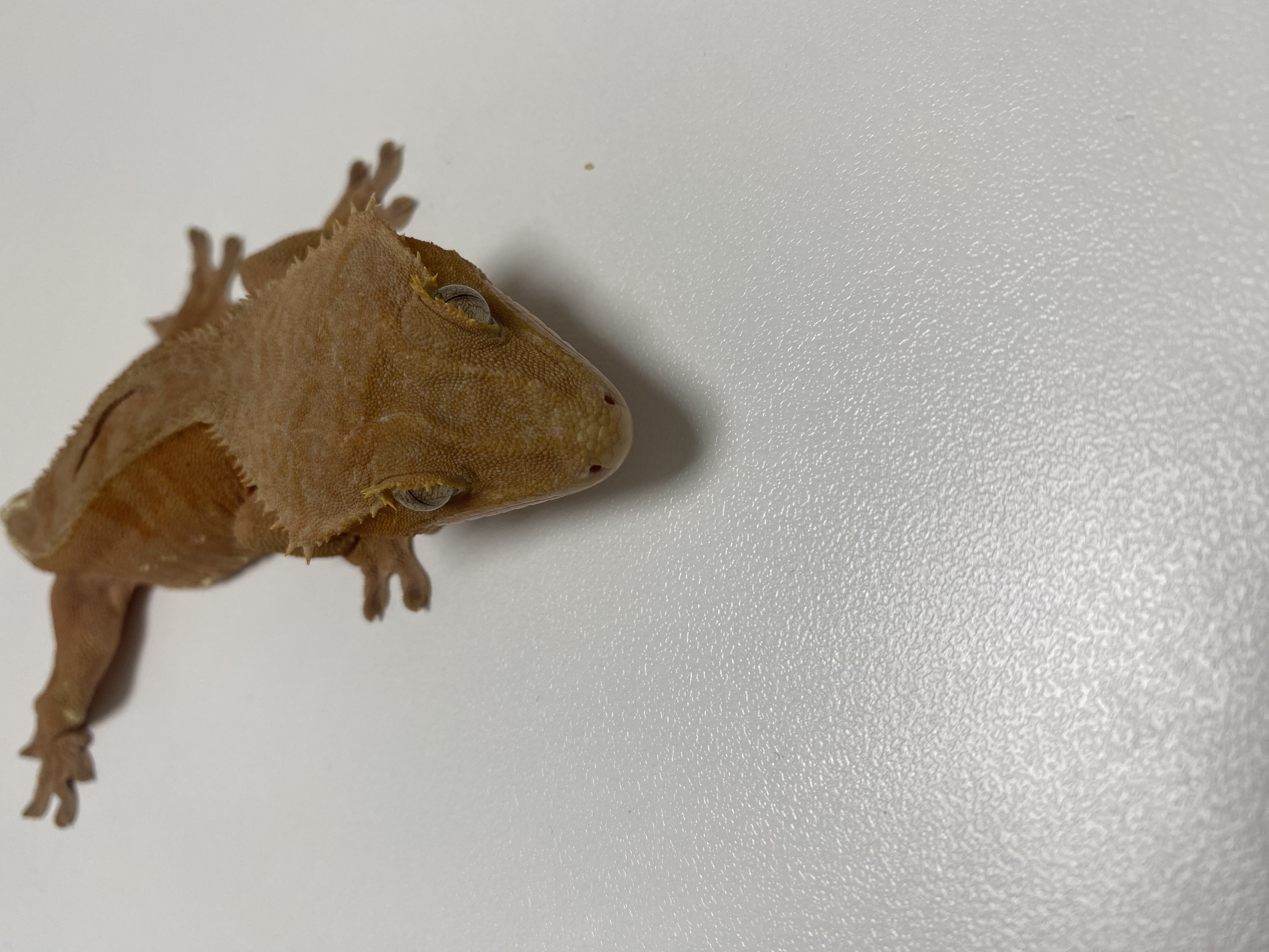 날아라게코