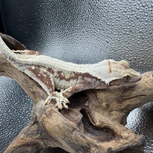 릴리화이트 100%헷아잔틱