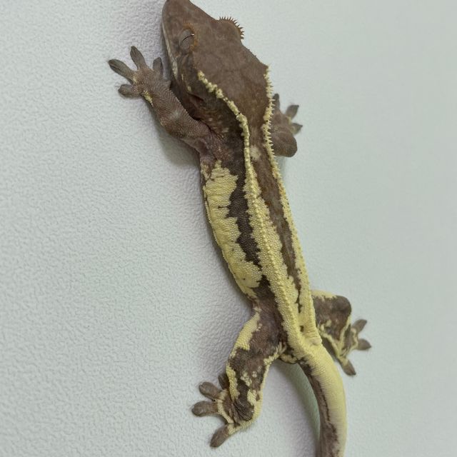 프라푸치노