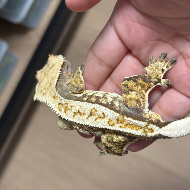 익스트림할리퀸