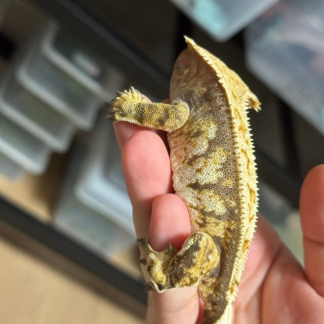 익스트림할리퀸