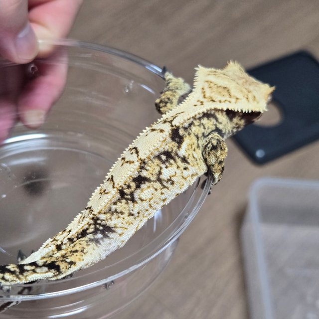 노멀 화이트스팟