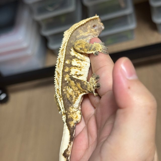 익스트림할리퀸