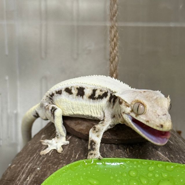 릴리화이트 솔리드백